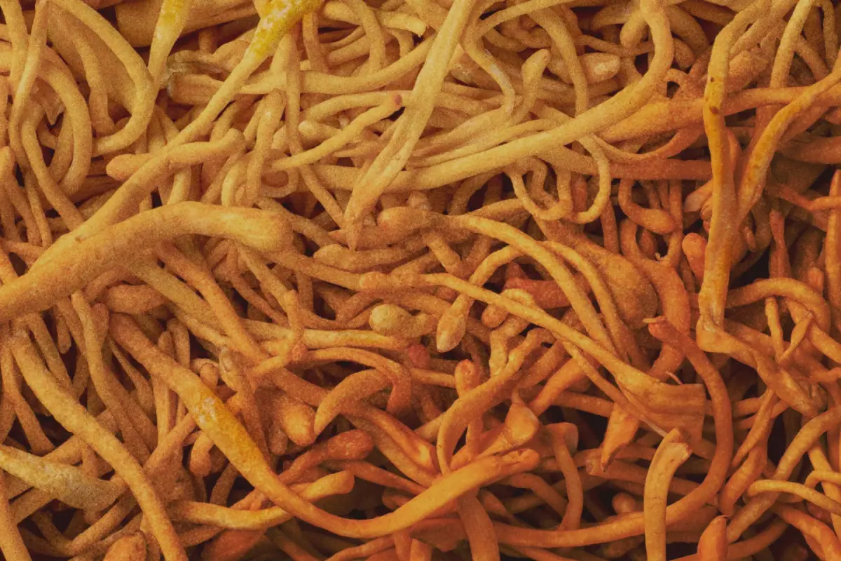 Cordyceps